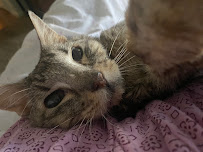 Home Veterinary Care- Dr. Gabrielle Fielstra - Photo 4 - Car repair in , Tulsa