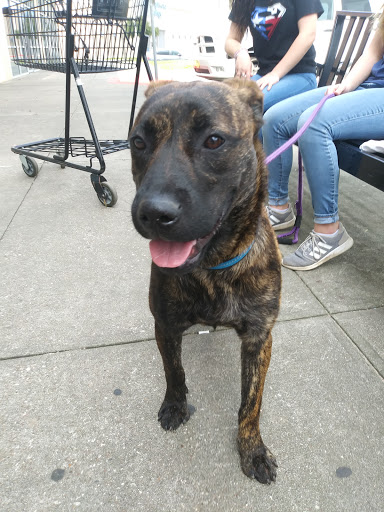 Pet Supply Store «Petco Animal Supplies», reviews and photos, 4175 Dowlen Rd, Beaumont, TX 77706, USA