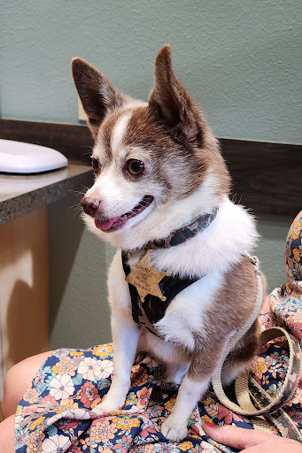 Cats & Dogs Animal Hospital image