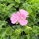 Photo n° 7 de l'avis de Elliot.l fait le 05/05/2024 à 06:19 pour Horticulture Ettwillter à Sainte-Croix-en-Plaine