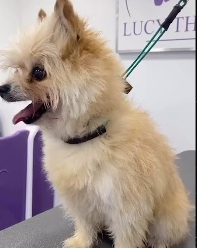 Lucy the Dog Groomer - Dog trainer