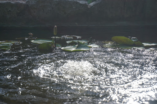 Botanical Garden «Zilker Botanical Garden», reviews and photos, 2220 Barton Springs Rd, Austin, TX 78746, USA