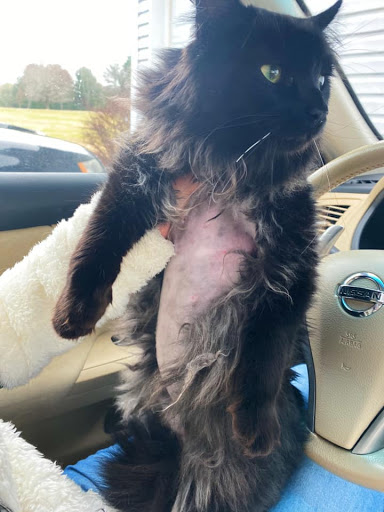 Pet Supply Store «The Grooming Place Pet Shop», reviews and photos, 1713 Main St, Chester, MD 21619, USA