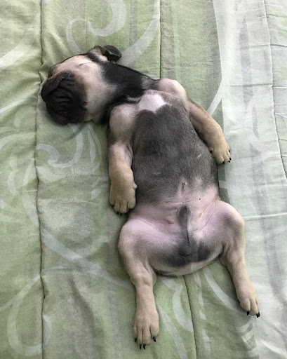 Pet Store «Puppy Boutique Store», reviews and photos, 4001 N Federal Hwy, Fort Lauderdale, FL 33308, USA