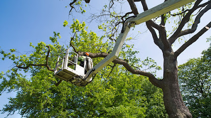 Pawtucket Tree Service