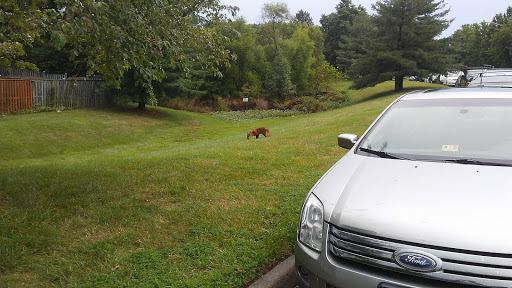 Moving and Storage Service «Northern Virginia Movers/Magic Movers LIC», reviews and photos, 13684 Water Springs Ct, Centreville, VA 20121, USA