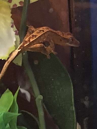 Pet Store «Jules Pet Shop», reviews and photos, 2214 N Milwaukee Ave, Chicago, IL 60647, USA