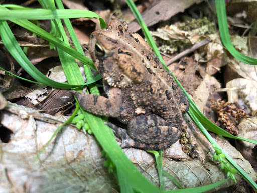 Park «Hocker Park», reviews and photos, Blue Mountain Pkwy, Harrisburg, PA 17112, USA