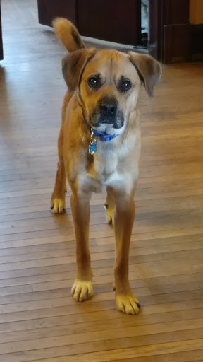 Pet Supply Store «Petco Animal Supplies», reviews and photos, 5453 N Bend Rd, Cincinnati, OH 45247, USA