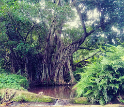 Westville Eco Trail photo