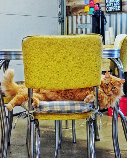 Bakery «Camas Country Bakery and Store», reviews and photos, 91948 Purkerson Rd, Junction City, OR 97448, USA