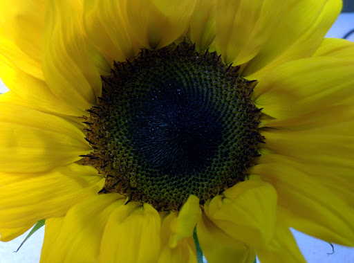 Florist «Rainbow Flowers», reviews and photos, 1070 University Ave, San Diego, CA 92103, USA