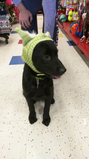 Pet Supply Store «Petco Animal Supplies», reviews and photos, 17132 W Colfax Ave, Golden, CO 80401, USA