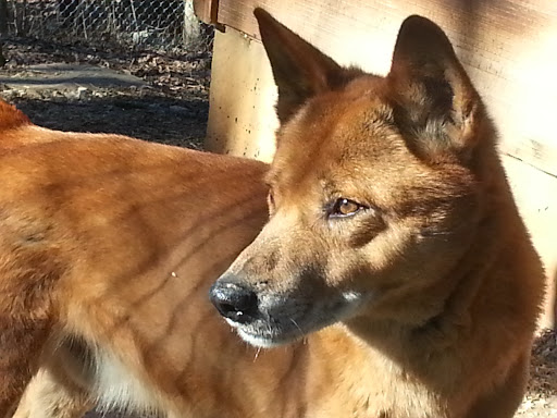 Zoo «Kentucky Down Under Adventure Zoo», reviews and photos, 3700 L and N Turnpike Rd, Horse Cave, KY 42749, USA