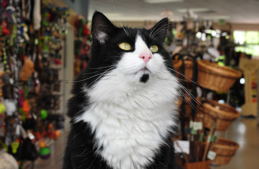 Pet Store «Paws & Fins Pet Shop», reviews and photos, 360 Tormey Ln NE, Bainbridge Island, WA 98110, USA