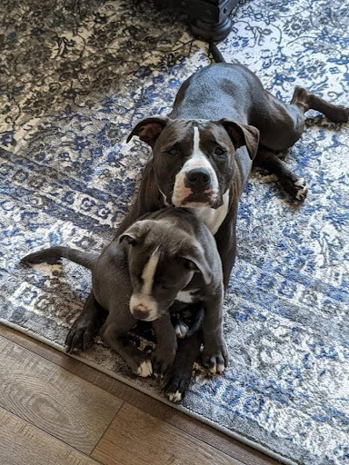 Blue Ridge Pitbulls and Rescue