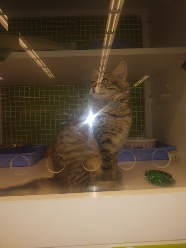 Pet Supply Store «Petco Animal Supplies», reviews and photos, 12611 Jefferson Davis Hwy, Chester, VA 23831, USA