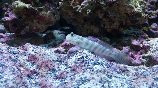 Pet Store «Marineland Pet Center», reviews and photos, 412 Oak Forest Dr, Onalaska, WI 54650, USA