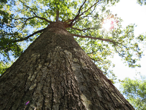 Nature Preserve «Lakeside Nature Center», reviews and photos, 4701 E Gregory Blvd, Kansas City, MO 64132, USA