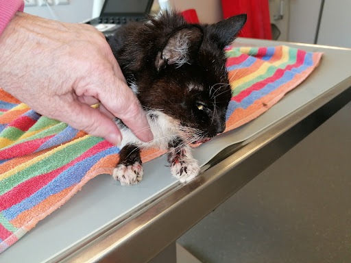 Tierärzte Dr. Pfeil & Monig Partnerschaft unter Jena, 