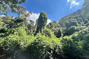 La Carpintera Canopy Tour image