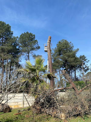 B.E élagage à Gujan-Mestras