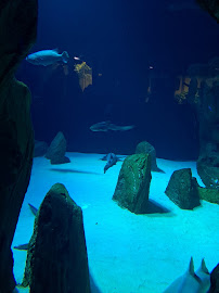 Aquarium de Paris du Restaurant japonais Hanami Paris - n°2