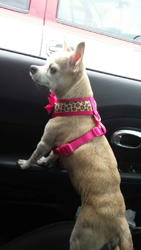 Pet Supply Store «PetSmart», reviews and photos, 9887 76th St, Pleasant Prairie, WI 53158, USA