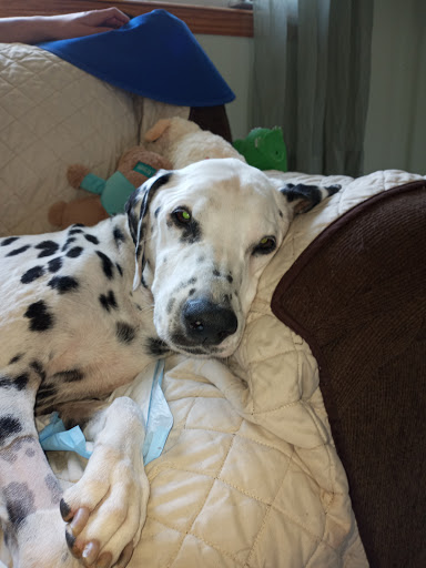 Pet Supply Store «PetSmart», reviews and photos, 2 Brick Plaza, Brick, NJ 08723, USA