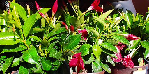 Home Improvement Store «The Home Depot», reviews and photos, 600 Placerville Dr, Placerville, CA 95667, USA