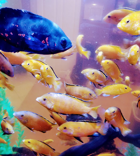 Tropical Fish Store «The Aquarium Connection», reviews and photos, 1663 E Los Angeles Ave, Simi Valley, CA 93065, USA