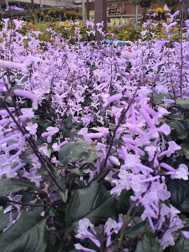 Shopping Mall «Creekside Commons Shopping Center», reviews and photos, Mentor Ave, Mentor, OH 44060, USA