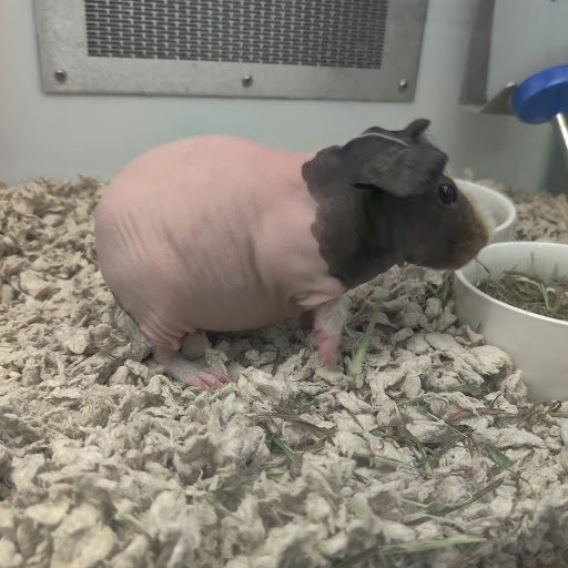 Pet Supply Store «Petco Animal Supplies», reviews and photos, 11147 Park Blvd N, Seminole, FL 33772, USA