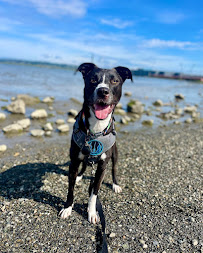 Halo Hounds - Photo 2 - Car repair in , Marysville
