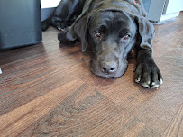 K-9 Play Time - Photo 3 - Car repair in Mundelein, IL, Round Lake Beach