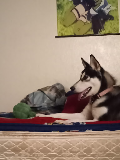 Pet Supply Store «Pet Food Express», reviews and photos, 2158 Contra Costa Blvd, Pleasant Hill, CA 94523, USA