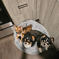 Bentley's Pet Stuff and Grooming Shorewood - Photo 6 - Car repair in Shorewood, WI, Milwaukee