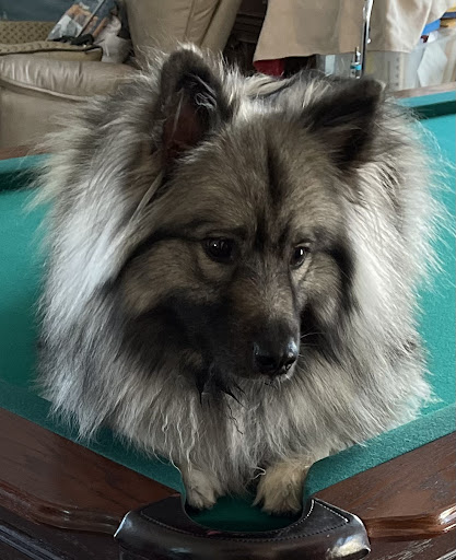 Billiards Supply Store «Pool Table Pros», reviews and photos, 7922 Eleventh St, Tracy, CA 95304, USA