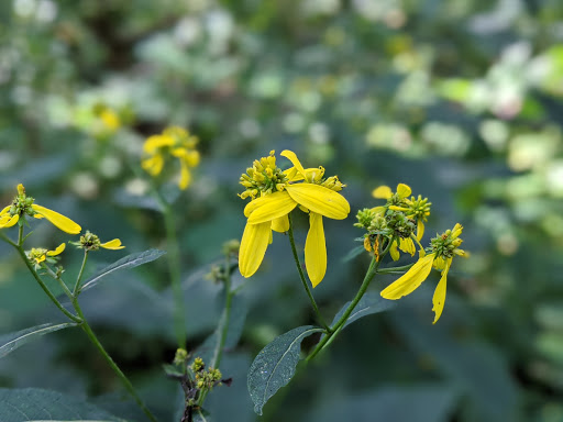 Nature Preserve «Kelley Nature Preserve», reviews and photos, 297 OH-126, Loveland, OH 45140, USA