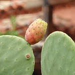 Photo n°6 de l'avis de Christian.i fait le 15/10/2022 à 17:53 sur le  Li Suari Club VIllage à San Teodoro