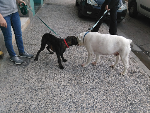 Información y opiniones sobre Centro Clínico Veterinario de Zaragoza de Zaragoza