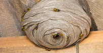 Insight Pest Solutions Augusta - Photo 2 - Car repair in Augusta, GA, Augusta
