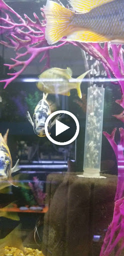 Tropical Fish Store «The Fish Hut of New Jersey», reviews and photos, 114 US-46, Saddle Brook, NJ 07663, USA