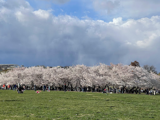 Monument «Washington Monument», reviews and photos, 2 15th St NW, Washington, DC 20024, USA