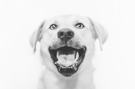 Pet Groomer «Pet-icure Pet Grooming & Supplies», reviews and photos, 89 Main St, Pepperell, MA 01463, USA