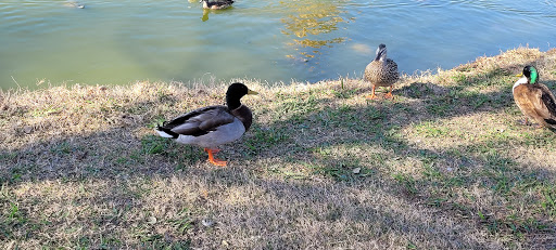 Golf Course «Riverside Golf Course», reviews and photos, 203 McDonald, San Antonio, TX 78210, USA