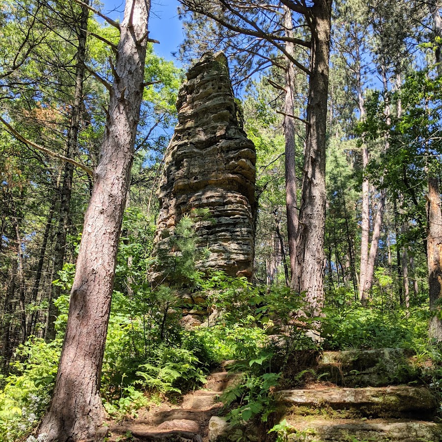 Castle Mound Pine Forest