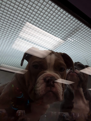 Pet Store «Pet City Pet Shops», reviews and photos, 750 Citadel Dr N # 2092, Colorado Springs, CO 80909, USA