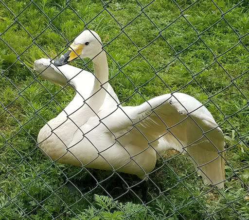 Zoo «Special Memories Zoo», reviews and photos, W7013 Spring Rd, Greenville, WI 54942, USA