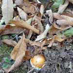 Photo n°17 de l'avis de Sergio.a fait le 08/08/2019 à 07:16 sur le  olioebasilico di Giacomo Garau à Calvi Risorta